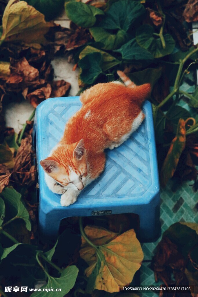 橘猫躺蓝色板凳上休憩