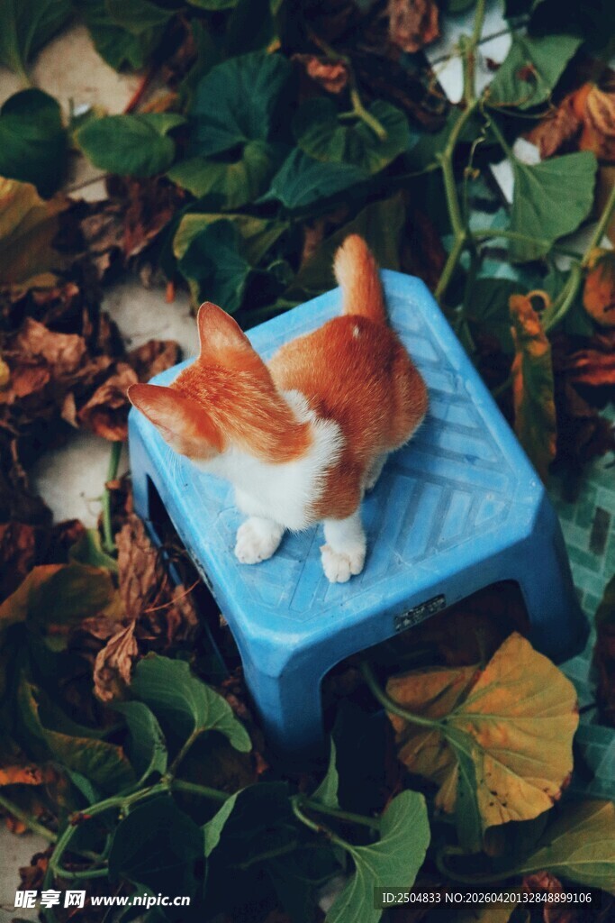 蓝凳上的可爱橘白小猫