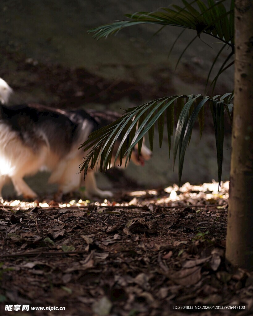 森林中光影下的神秘动物