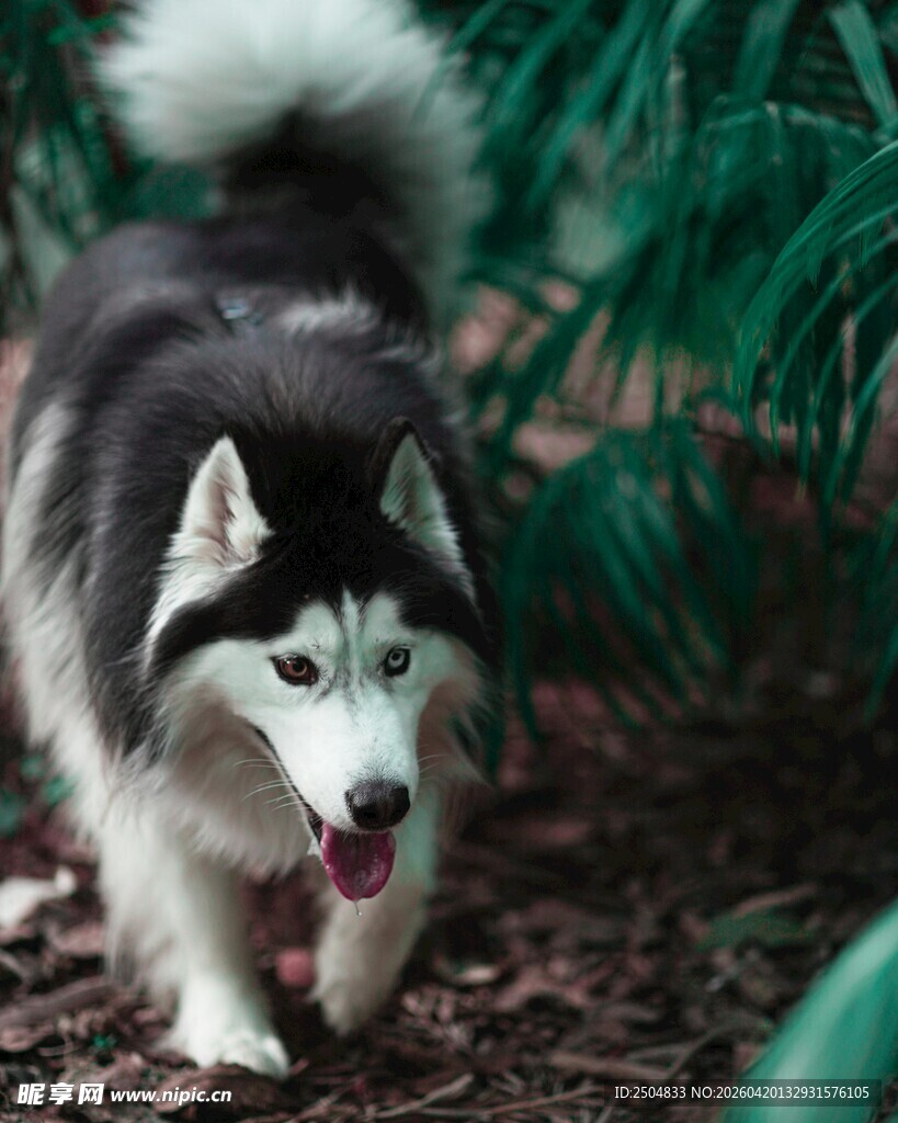 雪地中行走的哈士奇