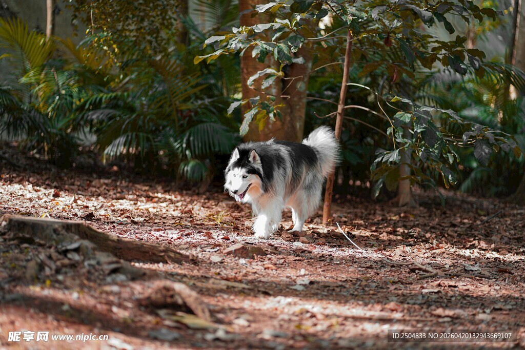 林间漫步的可爱阿 斯加犬