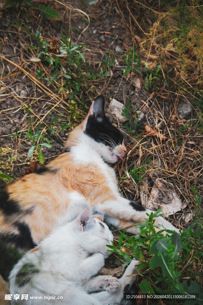 草地上的猫咪母子