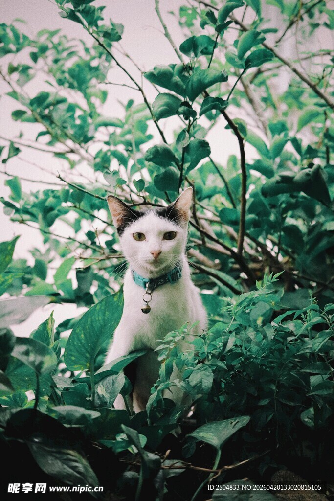 绿植中可爱的小白狗