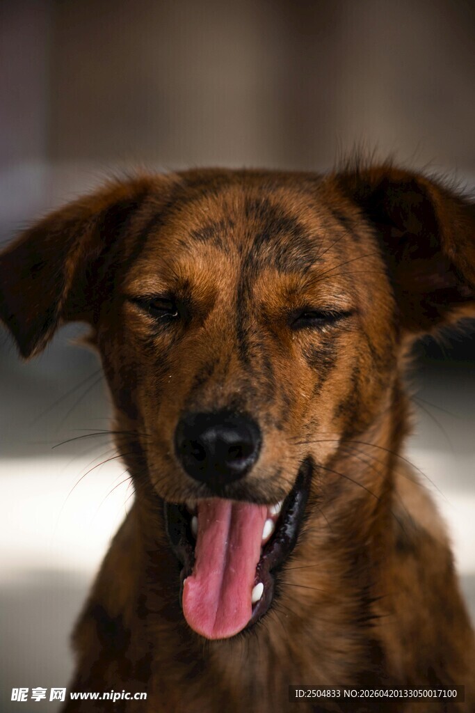 吐舌微笑的可爱棕色小狗