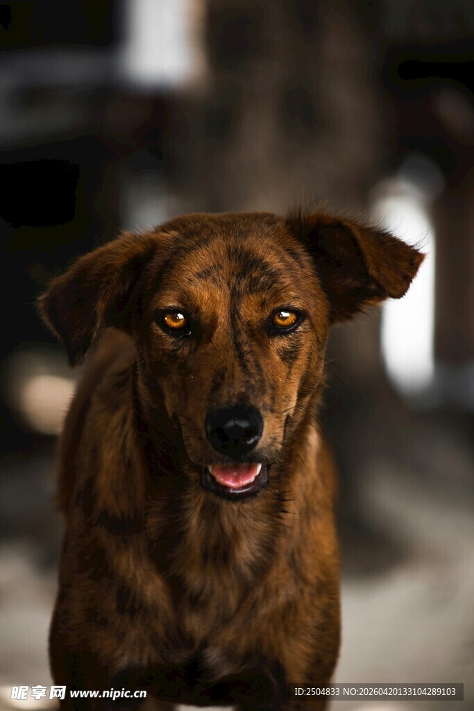 棕色狗狗快乐奔跑