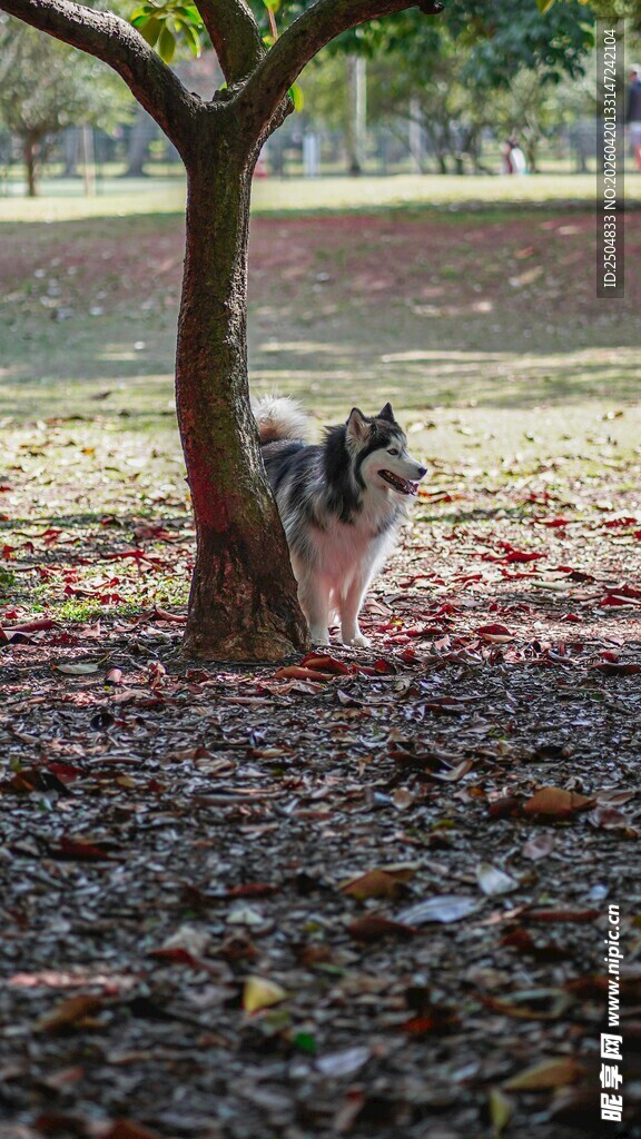 树下休憩的狗狗