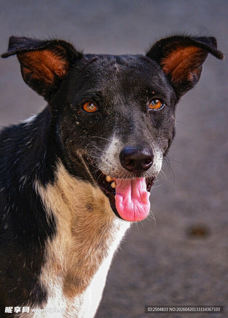 可爱黑白狗吐舌咧嘴笑