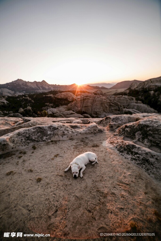 荒野暮色中休憩的白狗