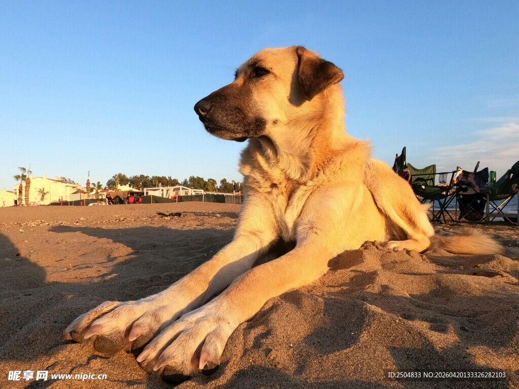 沙滩上休憩的金毛犬
