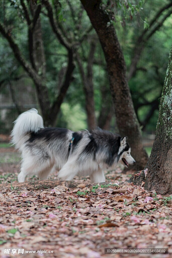 林间漫步的黑白毛发狗狗
