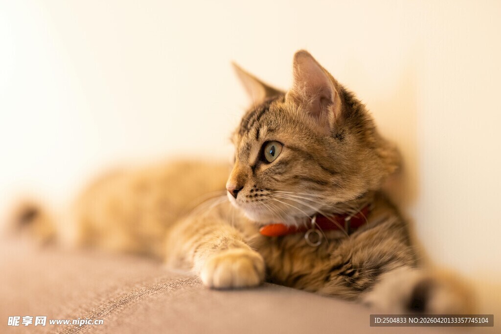 趴着的戴项圈猫咪