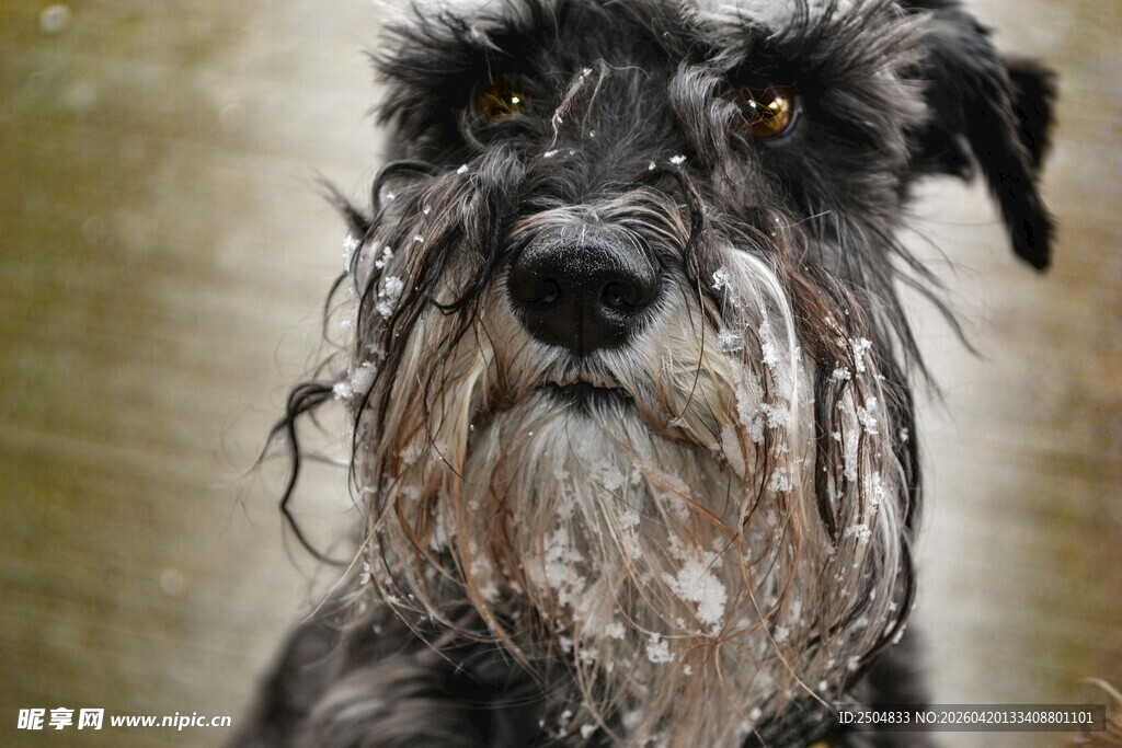 沾满泥巴的可爱雪纳瑞犬