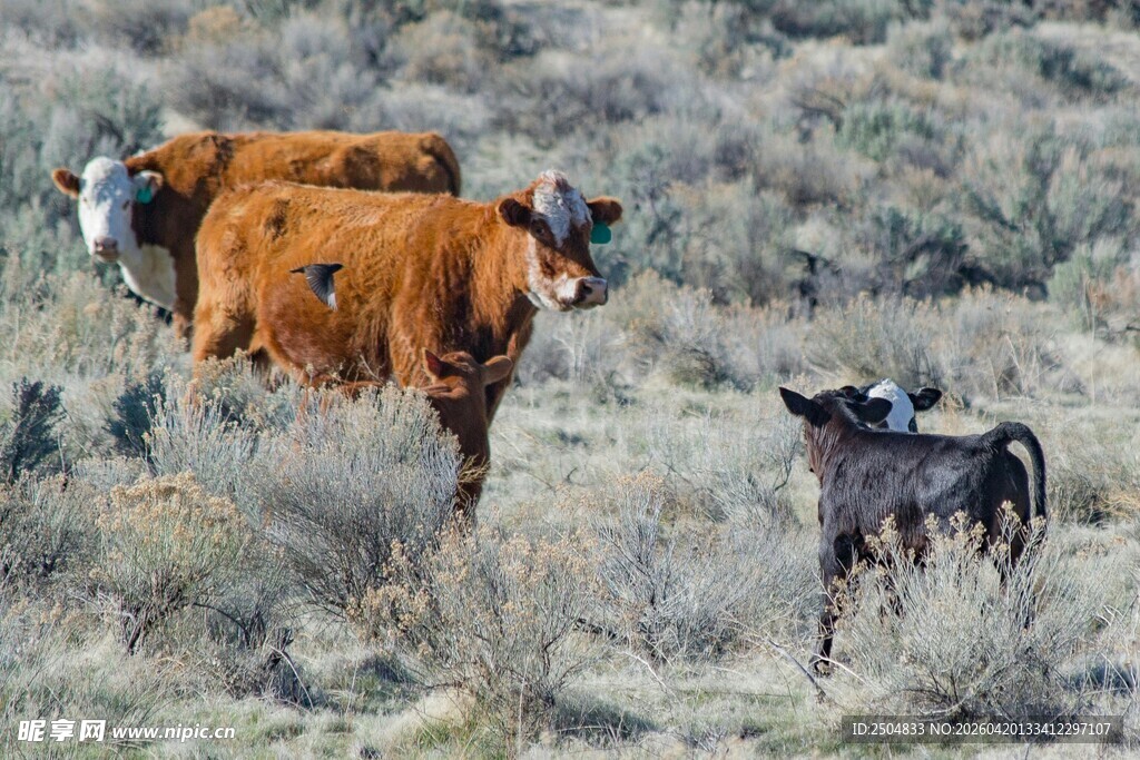 草原上的牛群