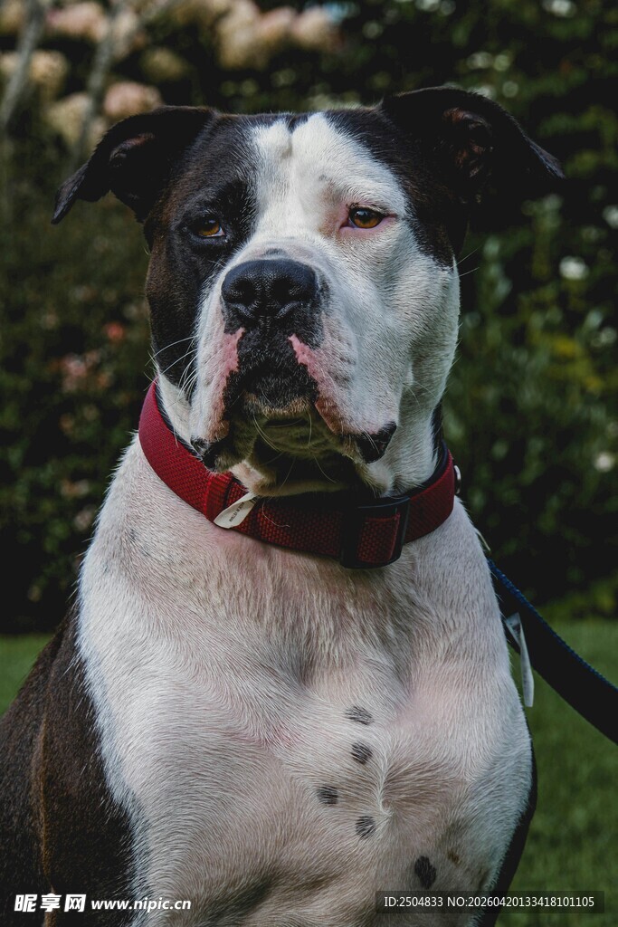 戴红项圈的黑白斑点犬