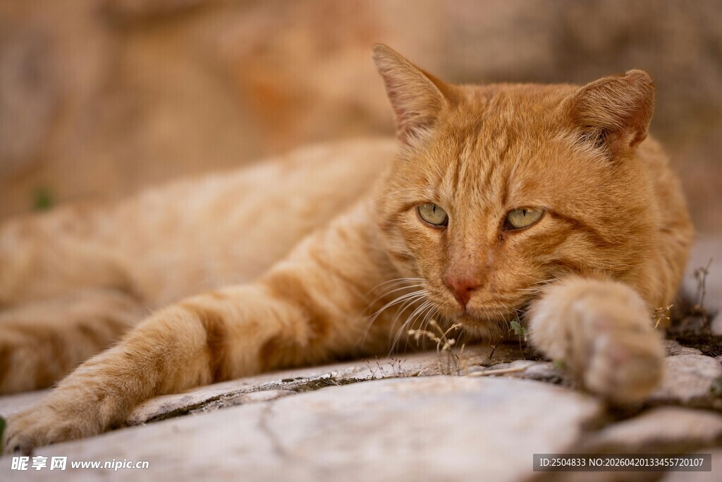 慵懒橘猫趴卧姿态特写