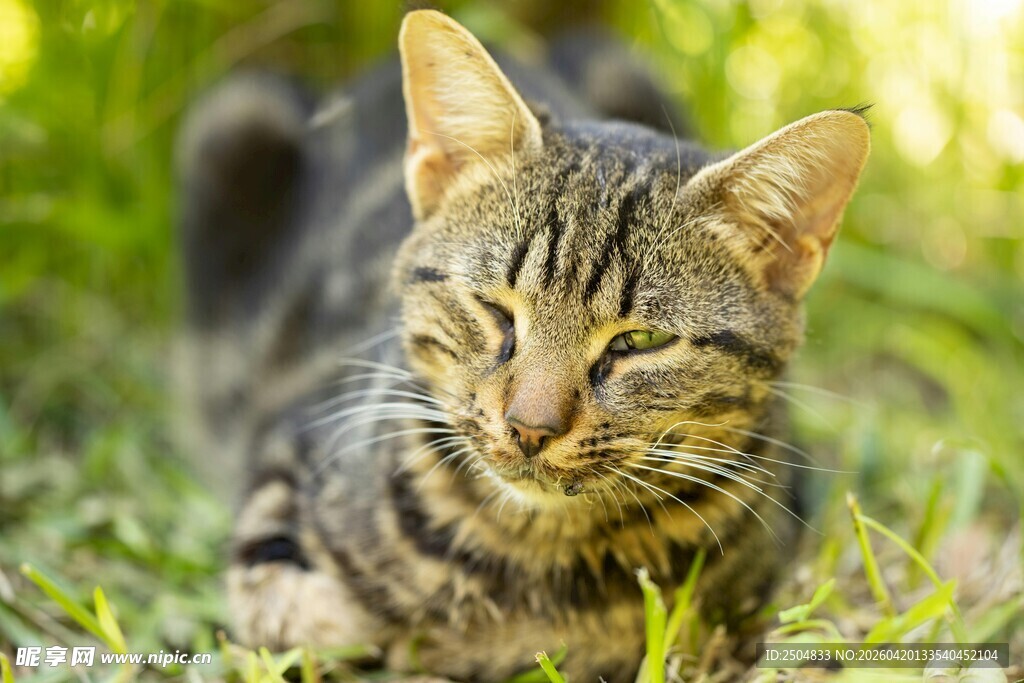 阳光下惬意的斑纹猫咪
