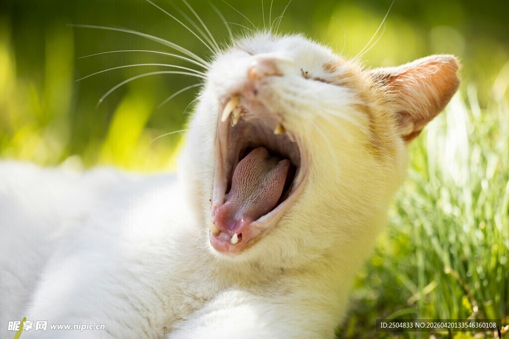 草地上打哈欠的可爱猫咪