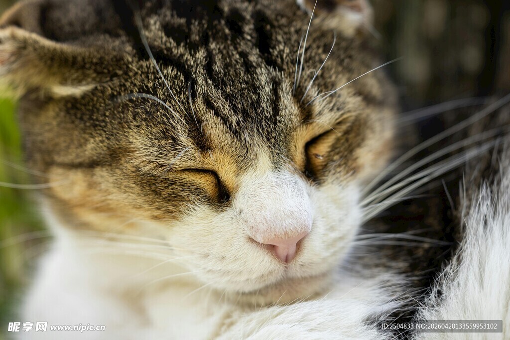 闭眼休憩的可爱猫咪
