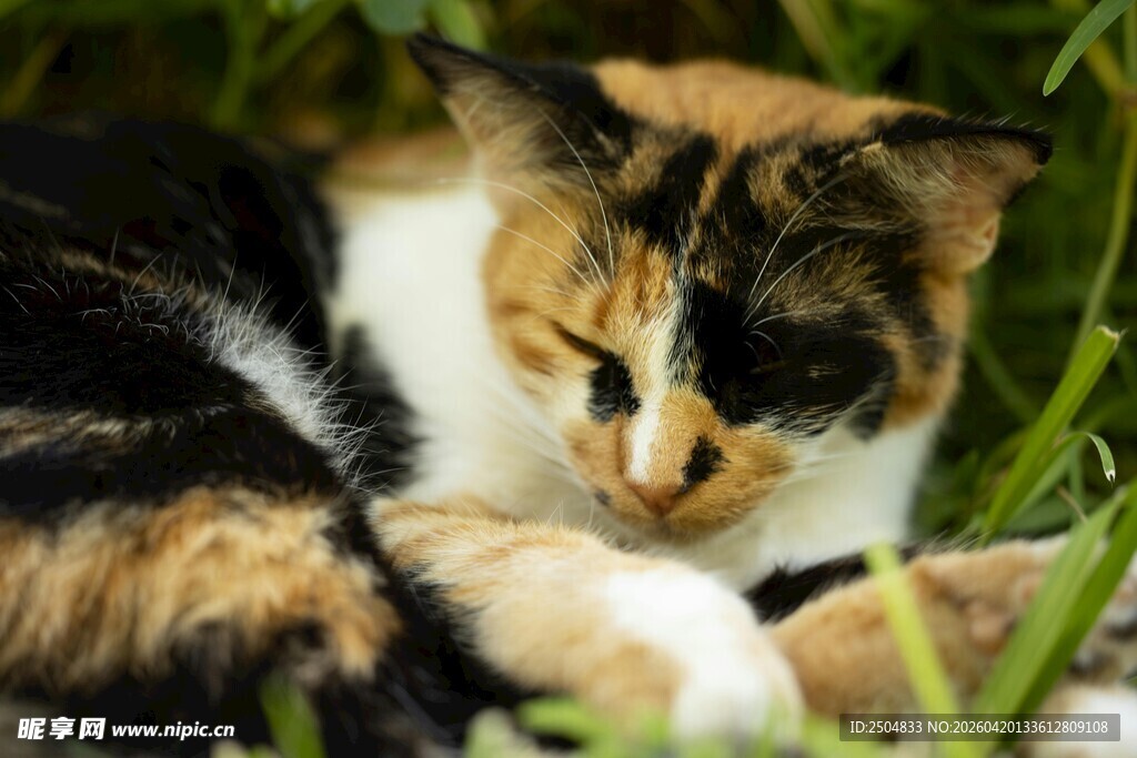 草丛中休憩的三色猫咪