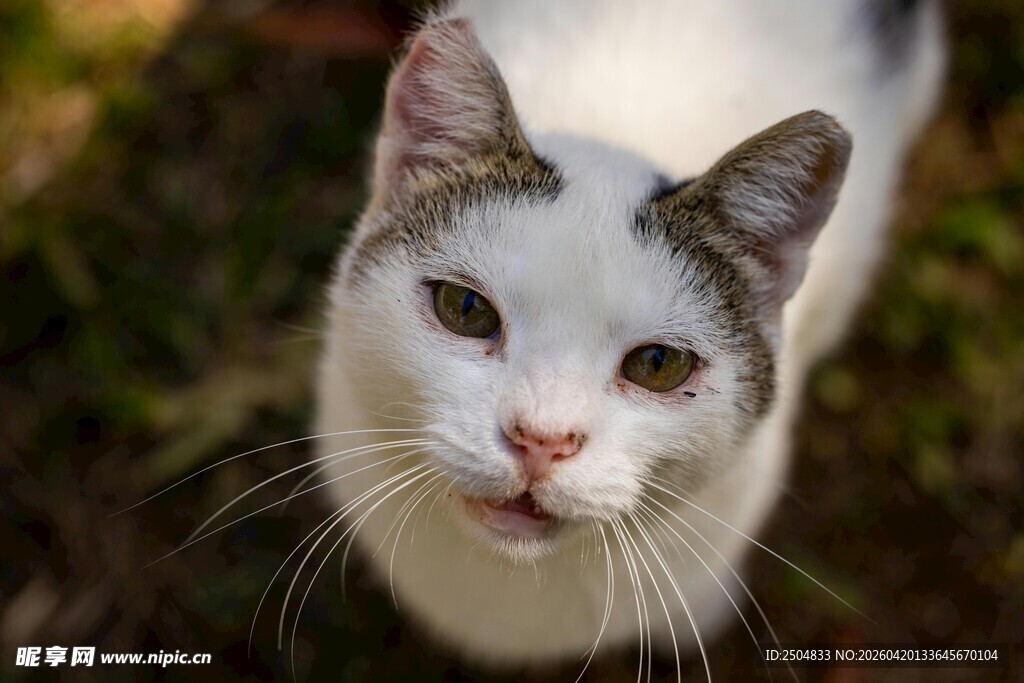 灰白猫咪抬头望