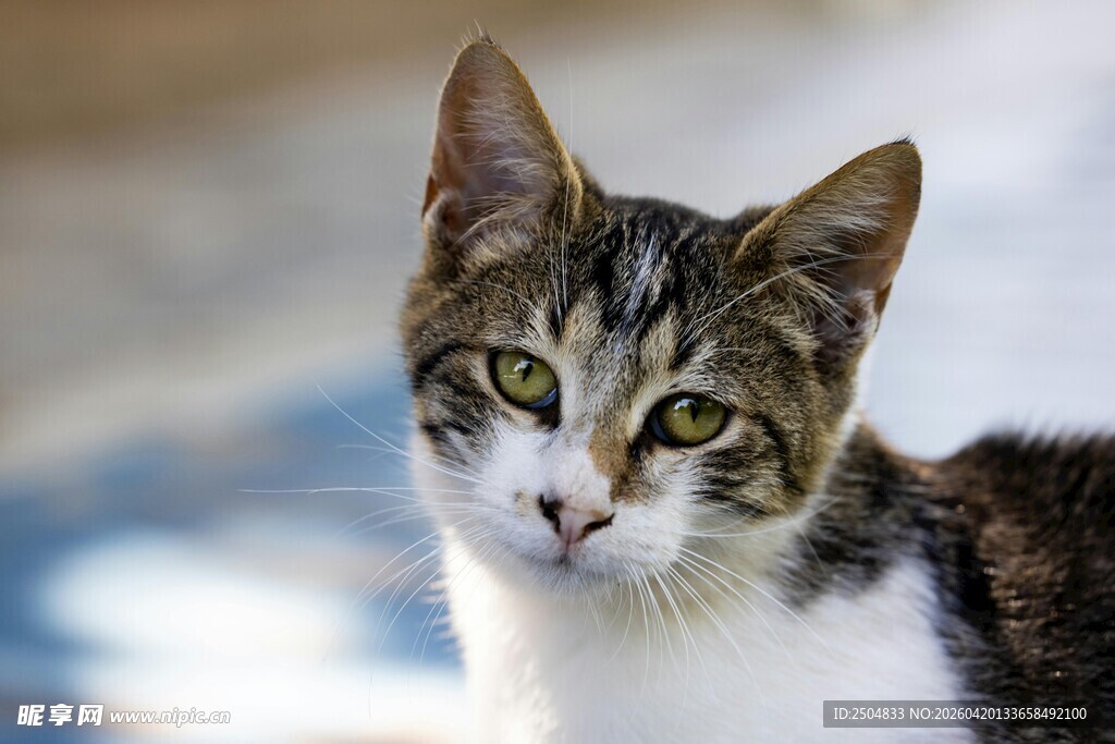 可爱猫咪特写