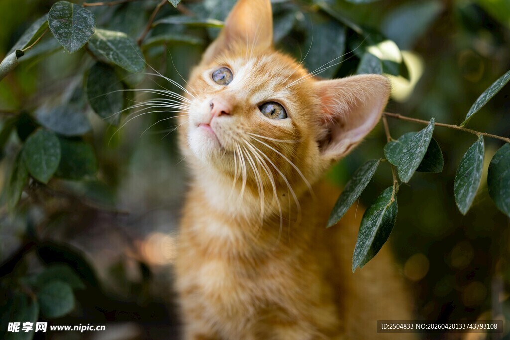 橘猫仰首望绿叶