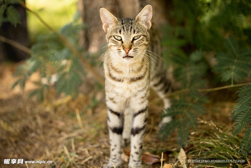 户外站立的斑纹小猫