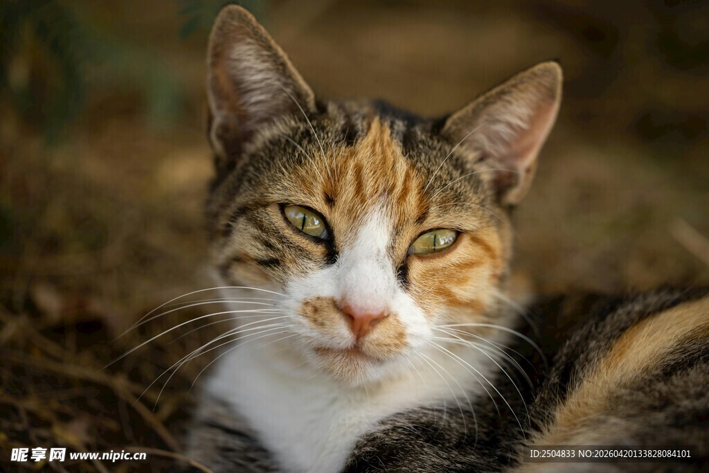 三色花猫的悠闲瞬间