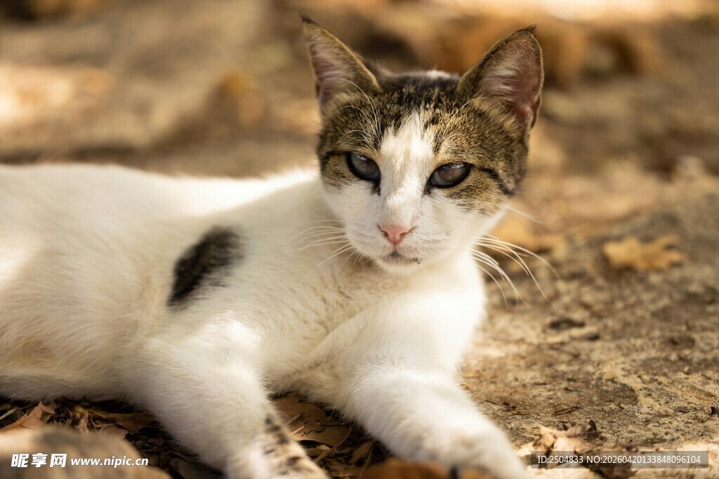 阳光下休憩的斑纹猫咪