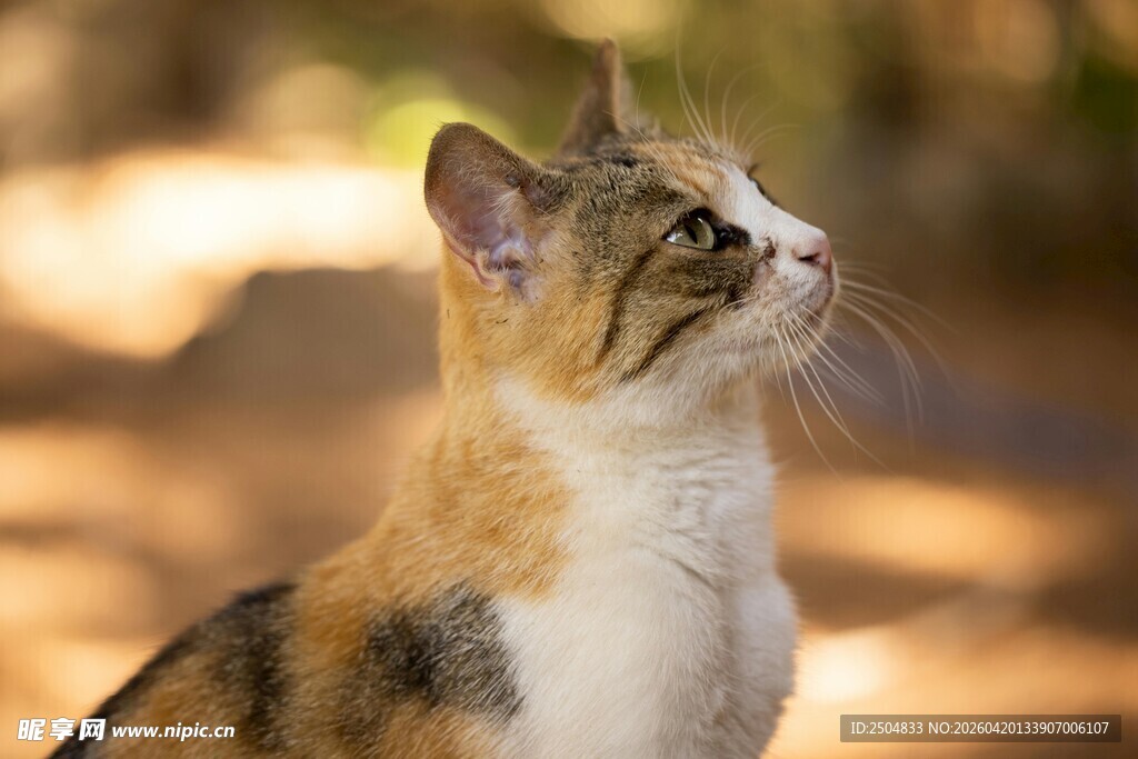 三色猫抬头凝望