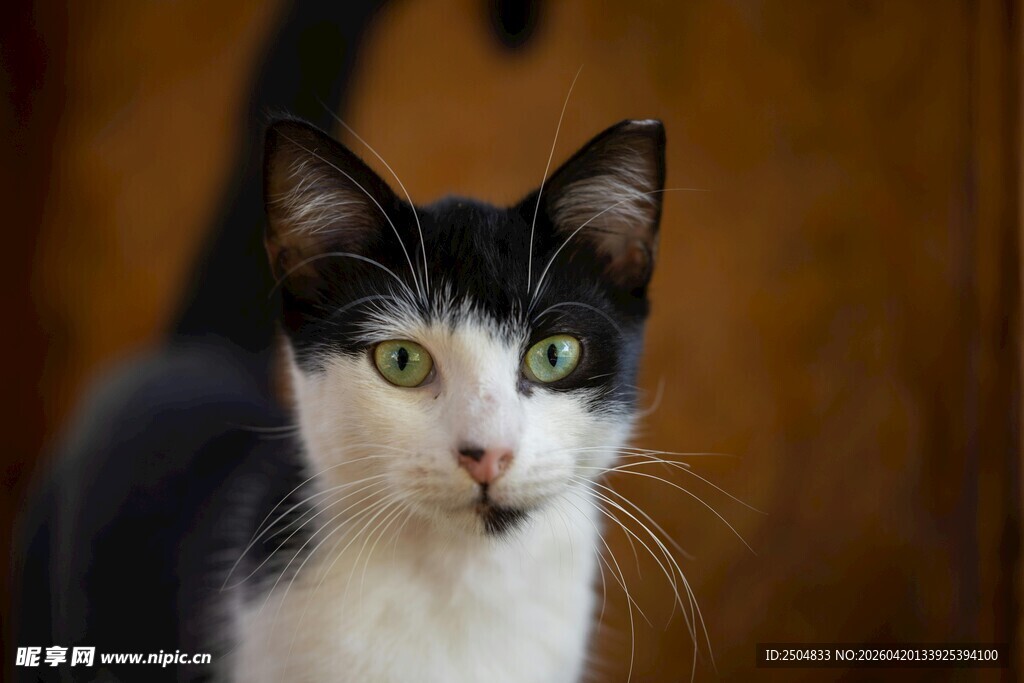 黑白猫咪好奇望向前方