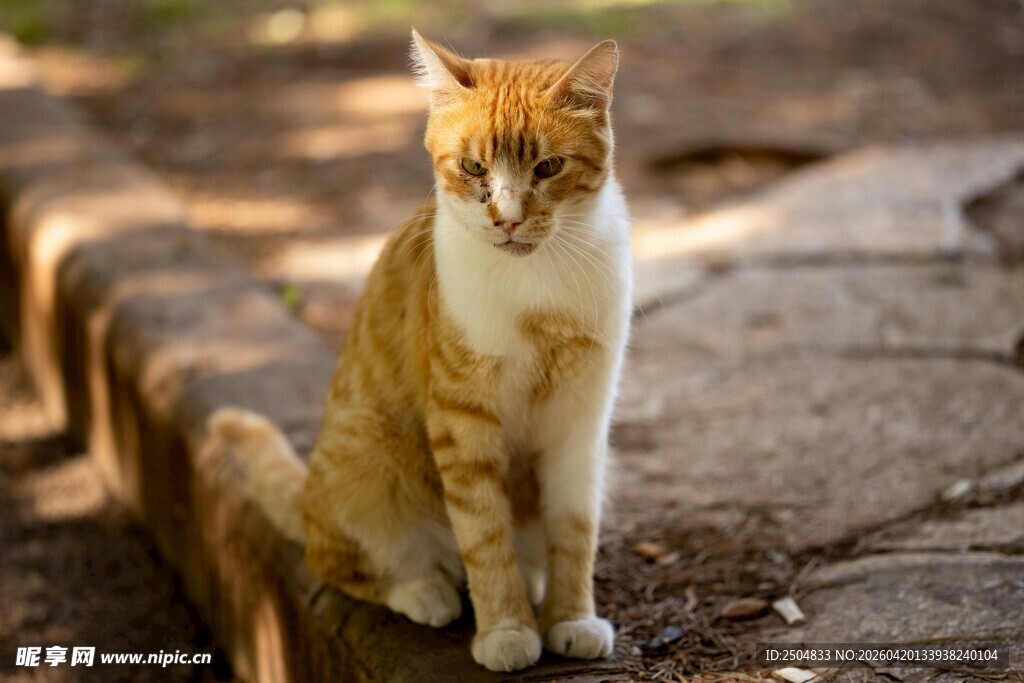 户外端坐的橘白相间猫咪
