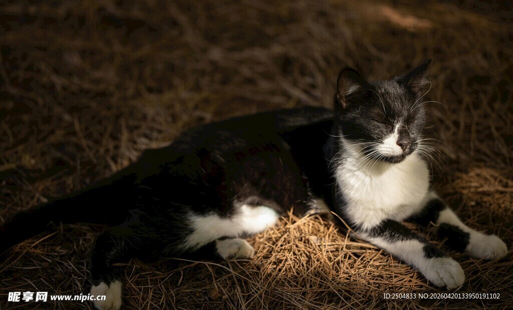 黑白猫咪趴卧在地面