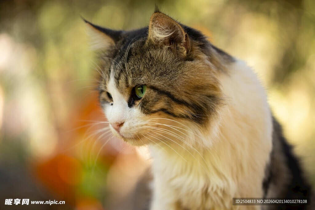 长毛猫侧头的优雅瞬间