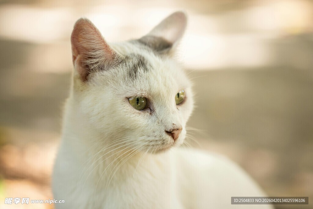 白色猫咪侧头优雅瞬间