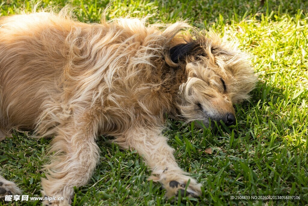 阳光下草地酣睡的金毛犬