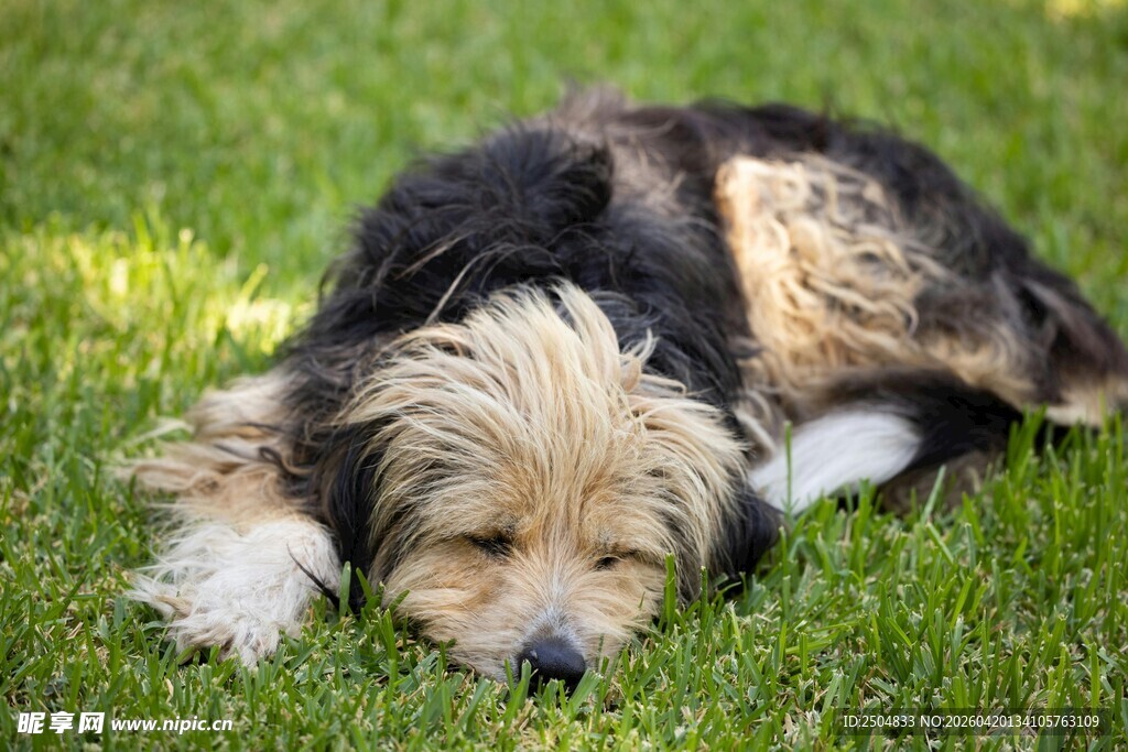 草地上安睡的可爱小狗