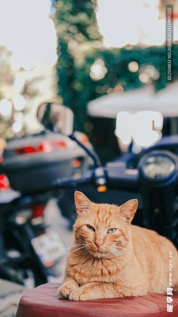 慵懒猫咪静卧于户外场景
