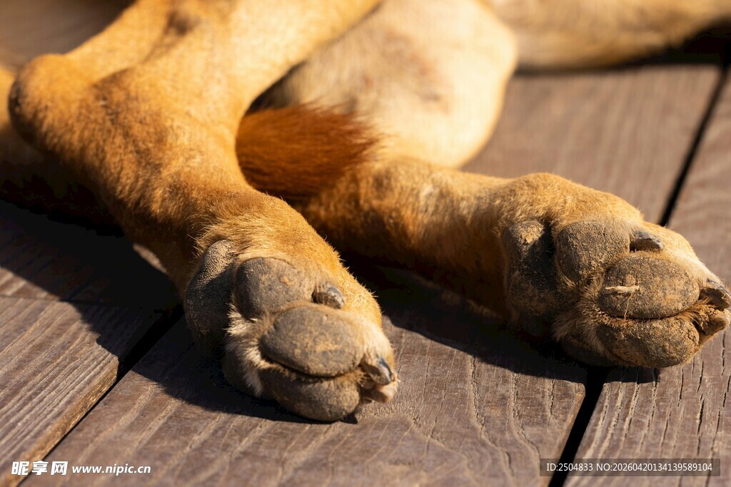 狗狗的爪子特写