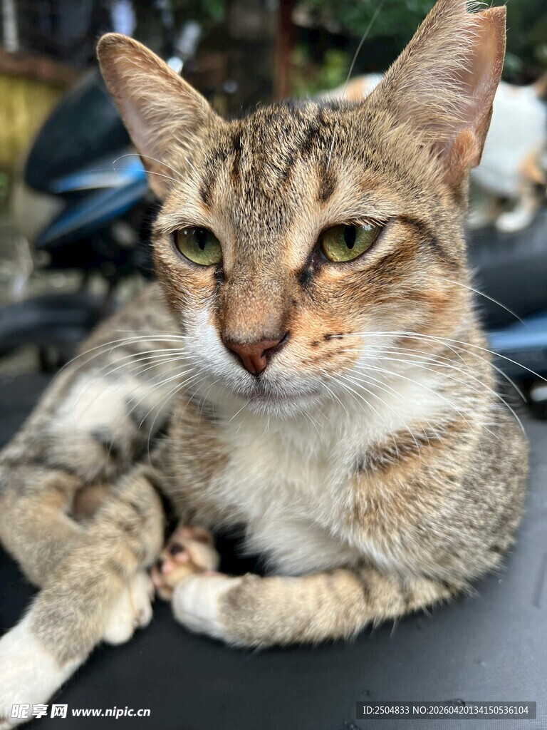 慵懒猫咪惬意趴坐