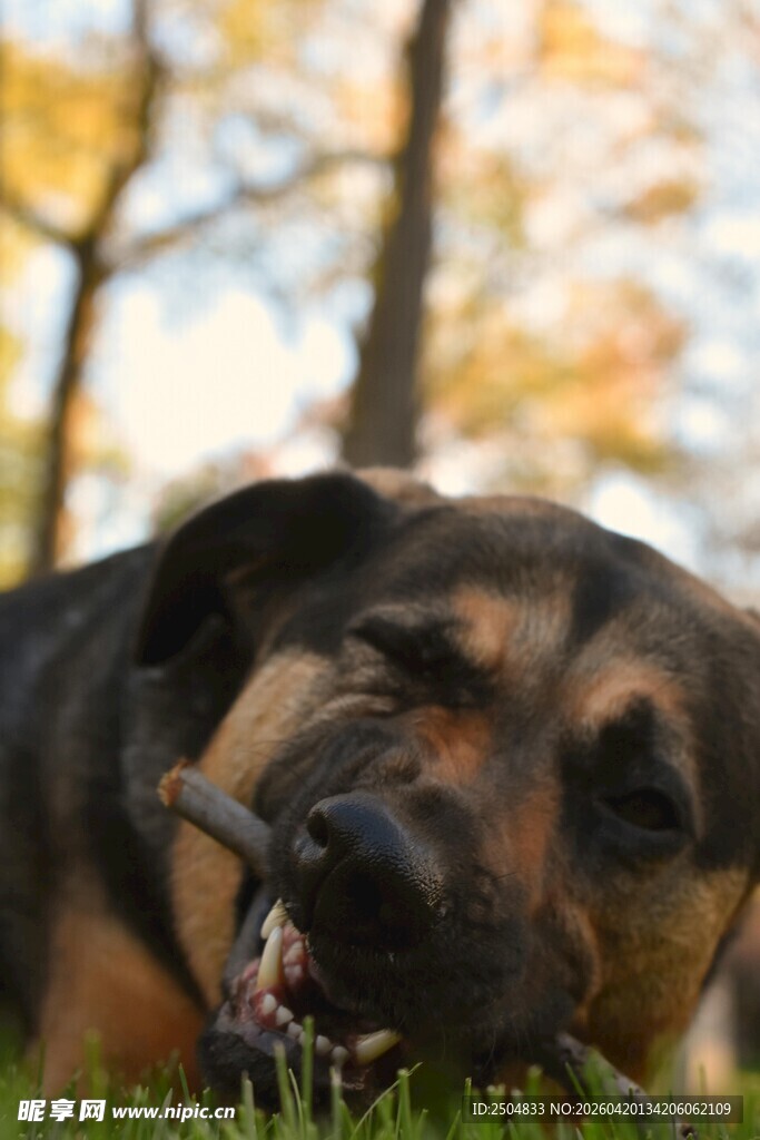 秋日草地休憩的狗狗