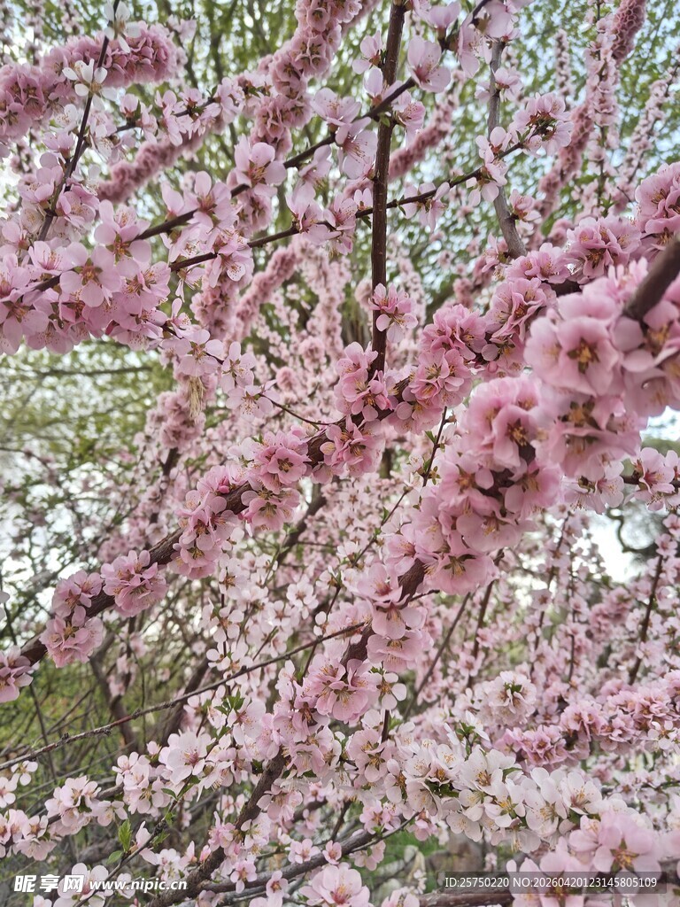 盛开的粉色繁花
