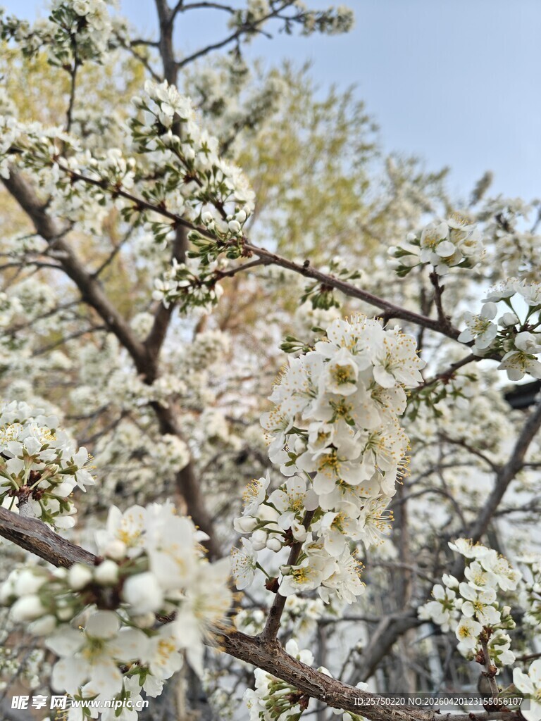 春日繁花满枝的梨树
