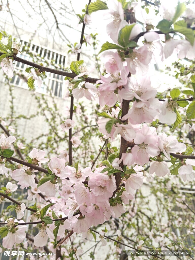 枝头绽放的粉嫩桃花