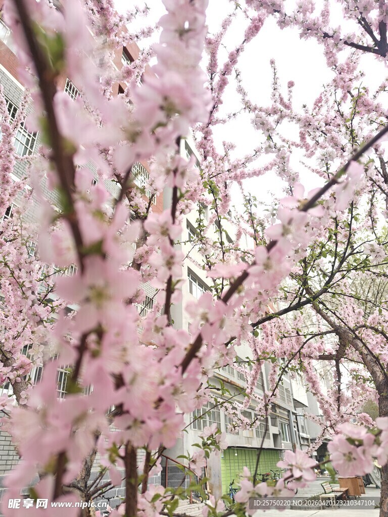 烂漫粉色樱花绽放枝头