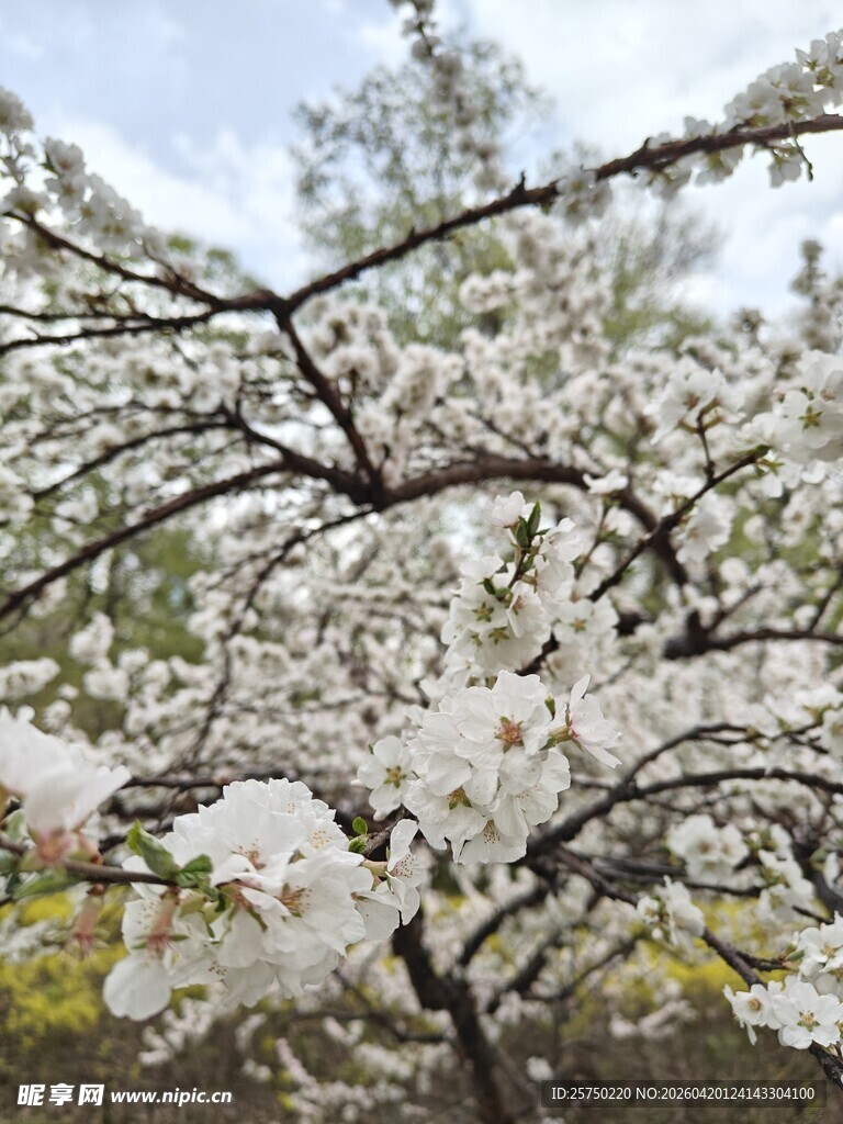 春日繁花满枝的美丽树景