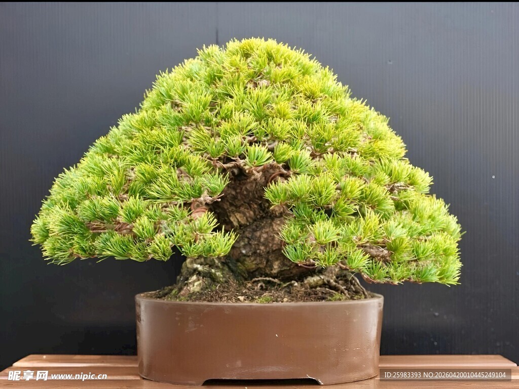 盆景