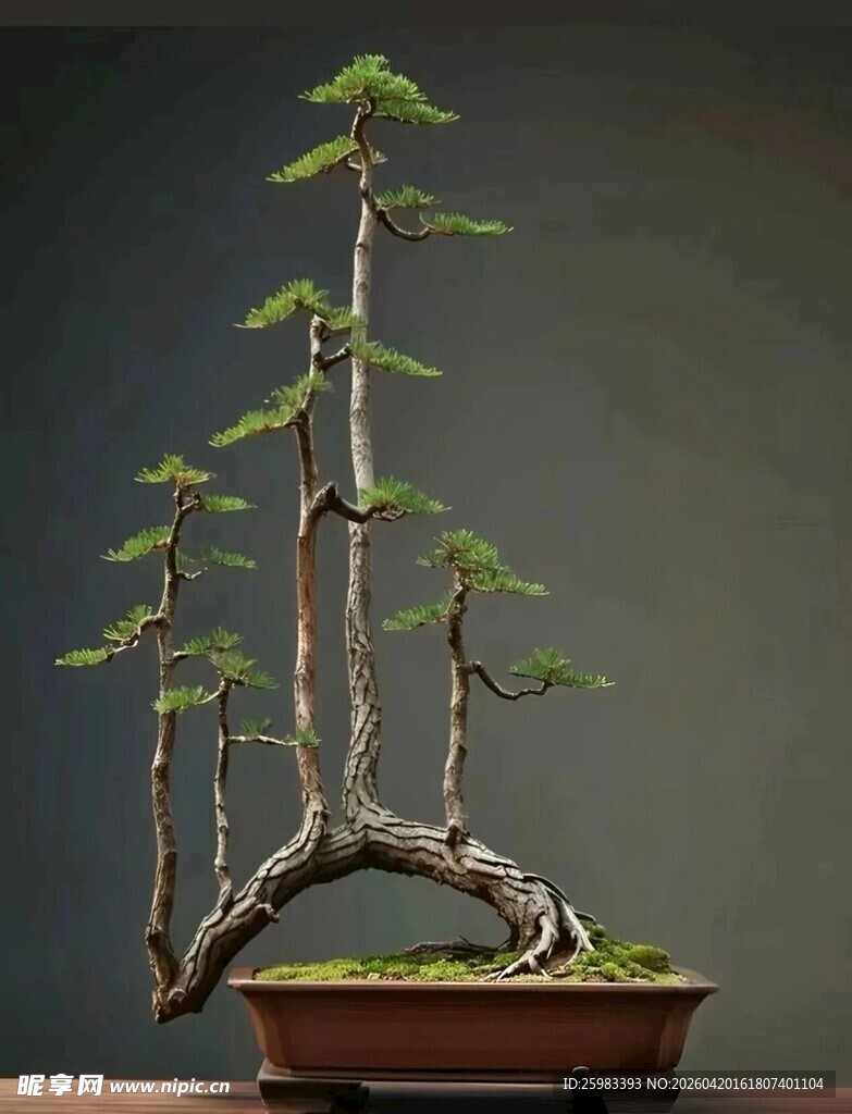 盆景
