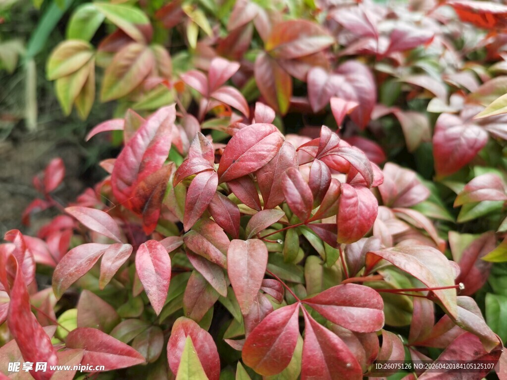 多彩斑斓的红叶植物