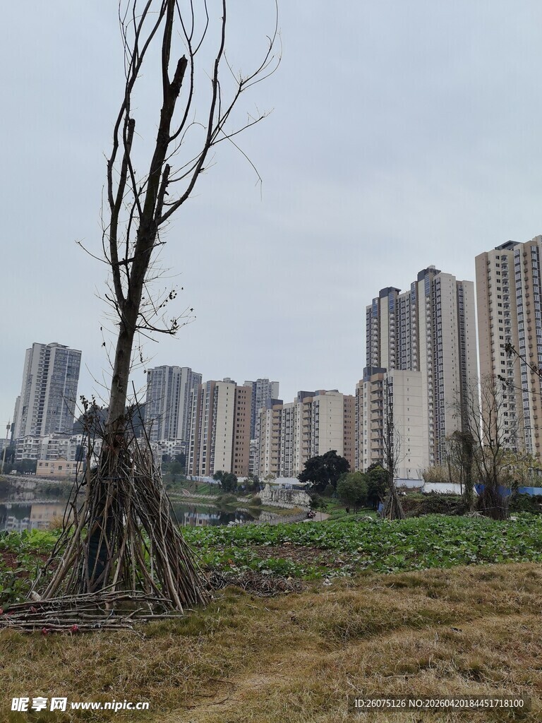 城郊枯树与林立高楼